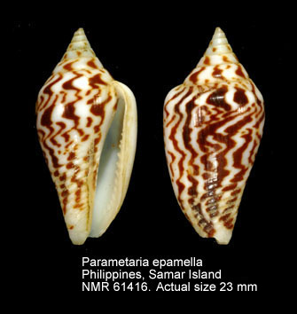 Parametaria epamella (7).jpg - Parametaria epamella(Duclos,1840)